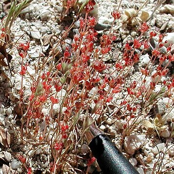 Crassula connata unspecified picture