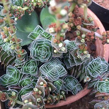 Crassula calcarea unspecified picture