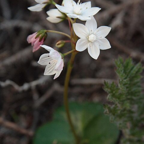 Crassula capensis unspecified picture