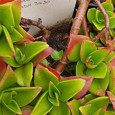 Crassula cymbiformis unspecified picture