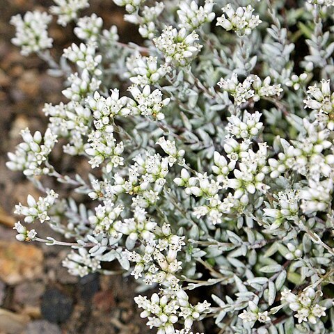 Crassula biplanata unspecified picture