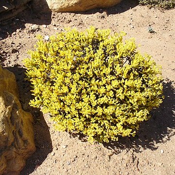 Crassula grisea unspecified picture