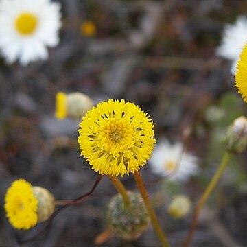 Craspedia variabilis unspecified picture