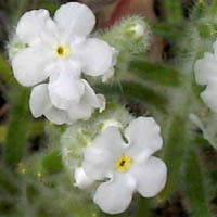 Cryptantha unspecified picture