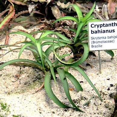 Cryptanthus bahianus unspecified picture