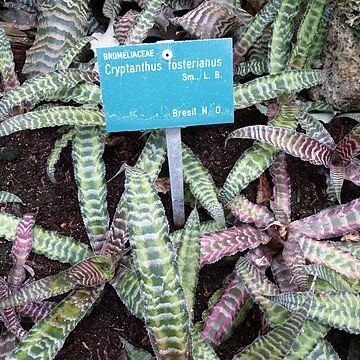 Cryptanthus fosterianus unspecified picture