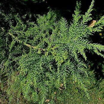 Cryptomeria unspecified picture