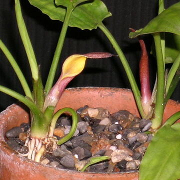 Cryptocoryne pontederiifolia unspecified picture