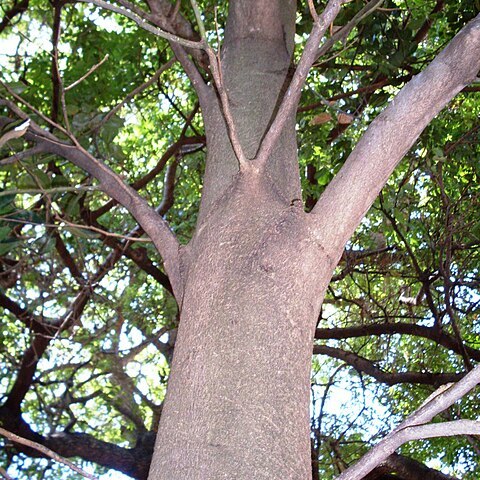 Cryptocarya foetida unspecified picture