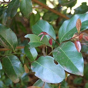 Cryptocarya vulgaris unspecified picture