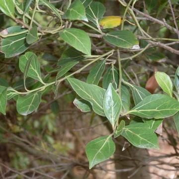 Cryptocarya foveolata unspecified picture