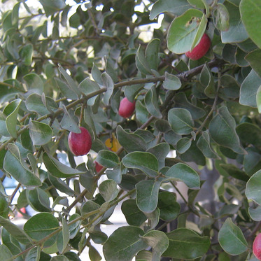 Cryptocarya rubra unspecified picture