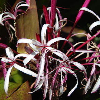 Crinum unspecified picture