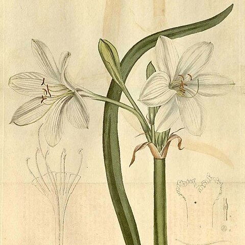 Crinum flaccidum unspecified picture