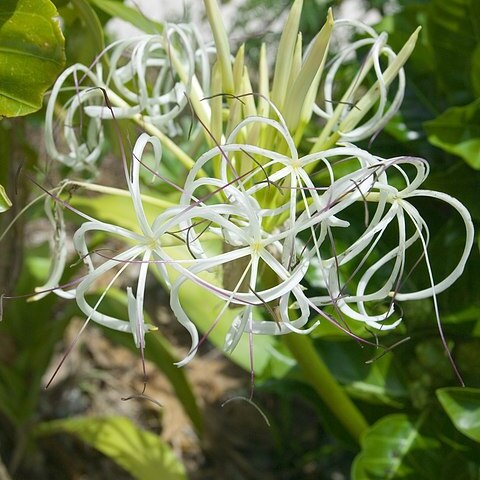 Crinum asiaticum var. japonicum unspecified picture