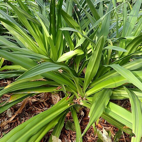 Crinum asiaticum var. pedunculatum unspecified picture