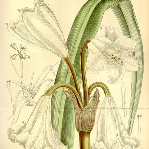 Crinum abyssinicum unspecified picture