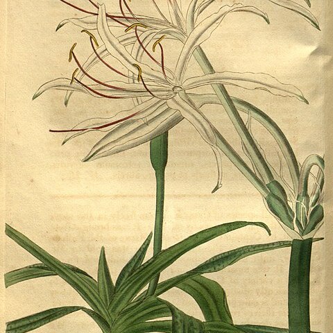 Crinum humile unspecified picture