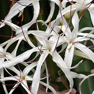 Crinum mauritianum unspecified picture