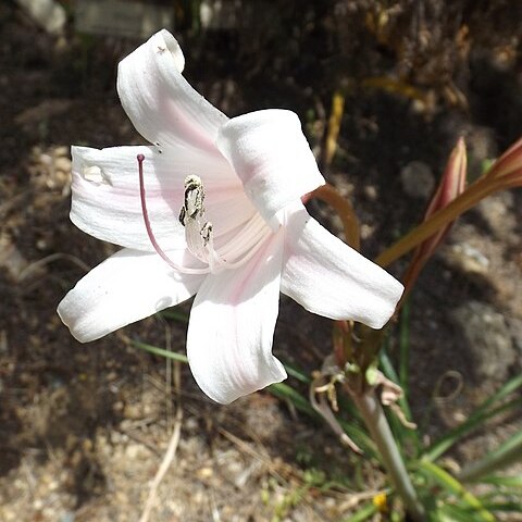 Crinum lugardiae unspecified picture