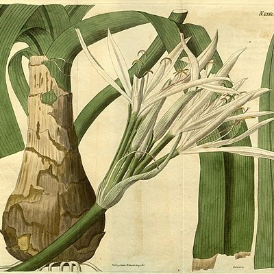 Crinum lorifolium unspecified picture