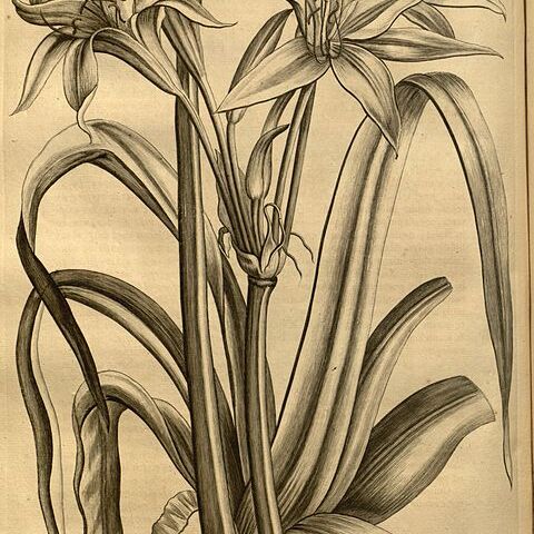 Crinum zeylanicum unspecified picture