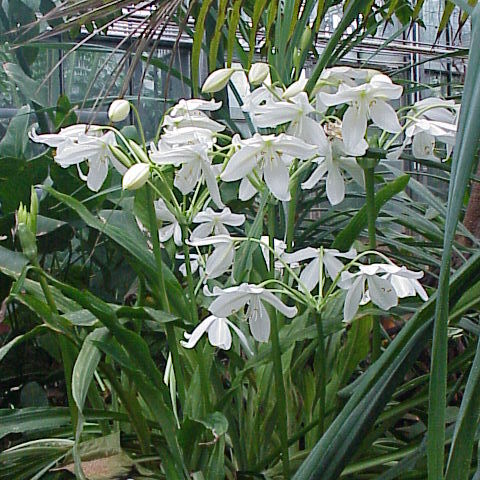 Crinum jagus unspecified picture