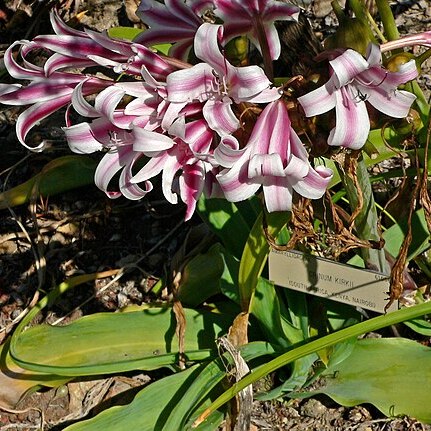 Crinum kirkii unspecified picture