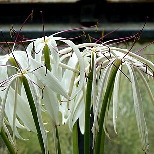 Crinum kunthianum unspecified picture