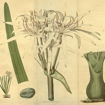 Crinum viviparum unspecified picture