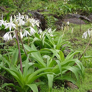 Crinum woodrowii unspecified picture