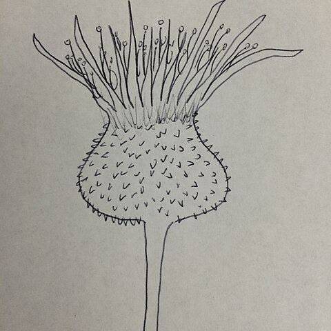 Cirsium wrightii unspecified picture