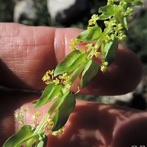 Cruciata articulata unspecified picture