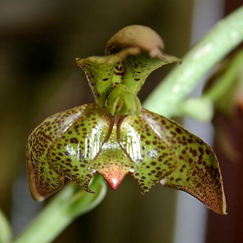 Catasetum cernuum unspecified picture