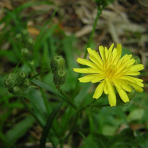 Crepis foetida subsp. foetida unspecified picture