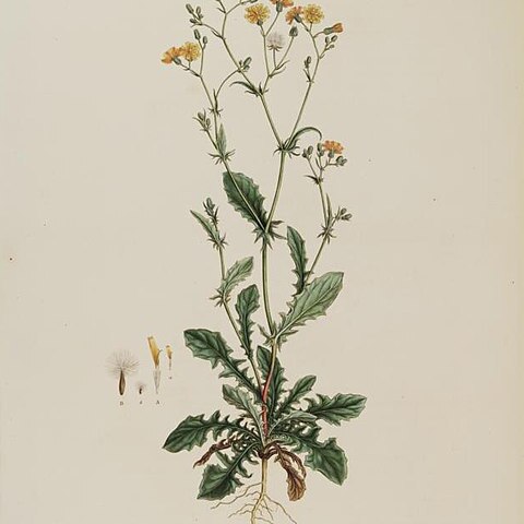 Crepis neglecta unspecified picture