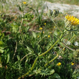 Crepis aspera unspecified picture