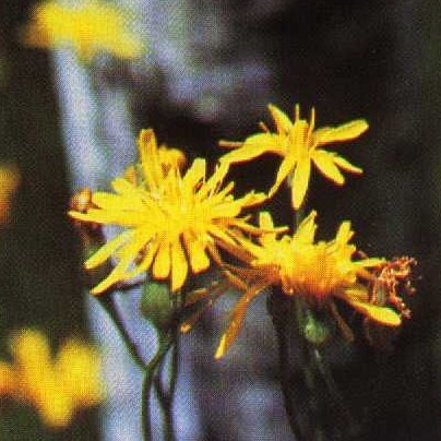 Crepis runcinata unspecified picture