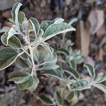 Croton pottsii unspecified picture