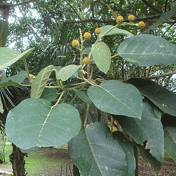 Croton magdalenensis unspecified picture