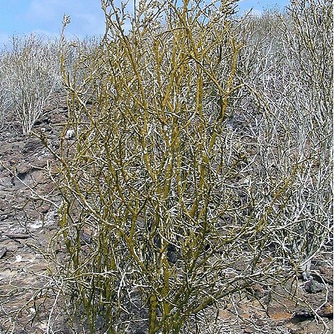 Croton scouleri unspecified picture