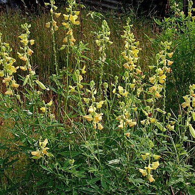 Crotalaria quinquefolia unspecified picture