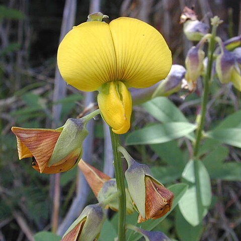 Psoralea arborea unspecified picture