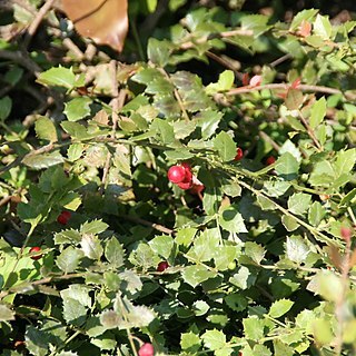 Crossopetalum ilicifolium unspecified picture