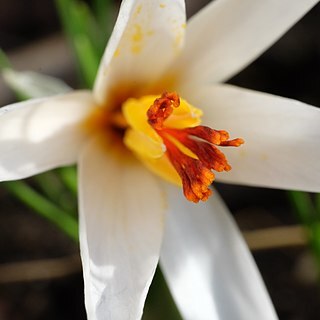 Crocus fleischeri unspecified picture