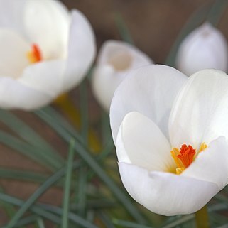 Crocus niveus unspecified picture