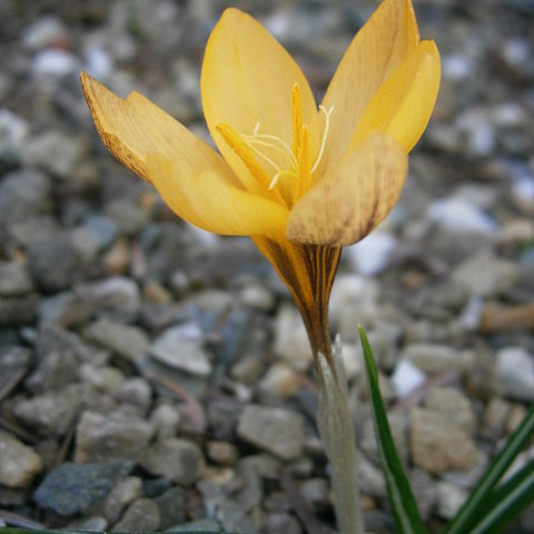 Crocus olivieri unspecified picture