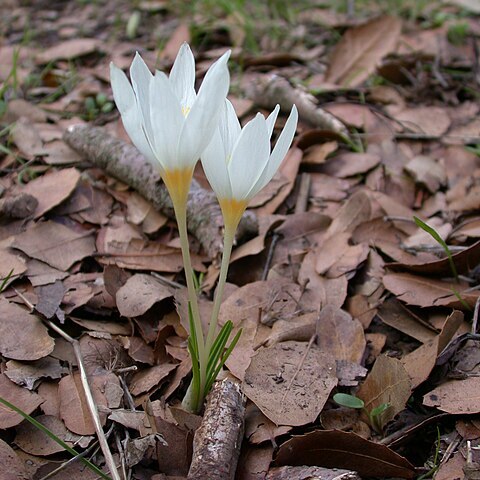 Crocus ochroleucus unspecified picture