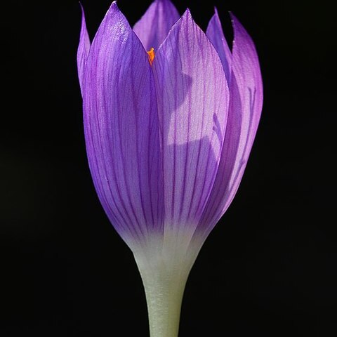 Crocus autranii unspecified picture