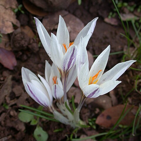 Crocus aleppicus unspecified picture